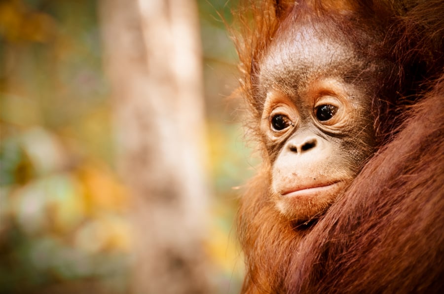 Mały Orangutan Borneański w ośrodku ochrony dla orangutanów w Kotawaringin na Borneo.