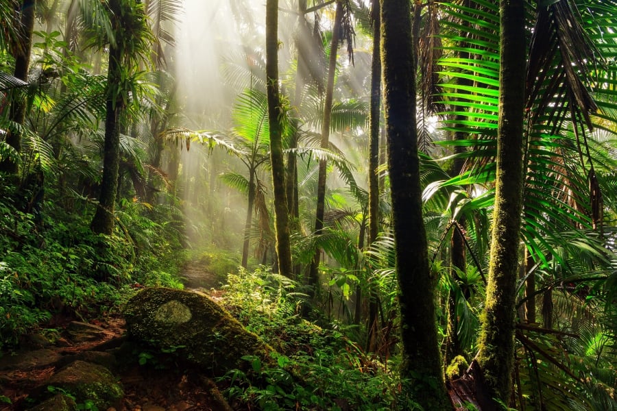 Park Narodowy El Yunque